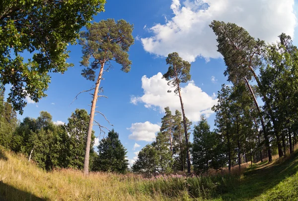 Tall pine trees in the forest against blue sky — Stock Photo, Image