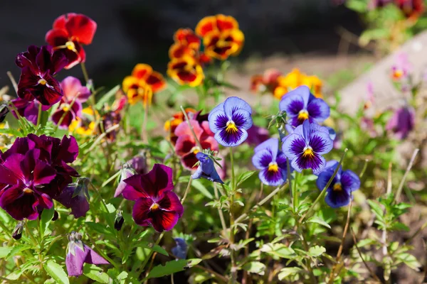 Viola o margherite Primo piano in un giardino — Foto Stock