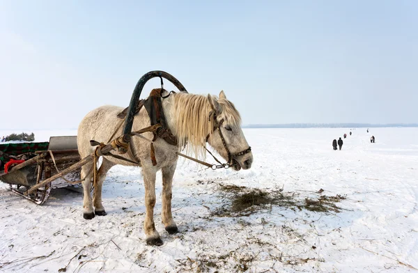 Koně v bance ze zmrazených řeky Volhy, Samara, Rusko — Stock fotografie