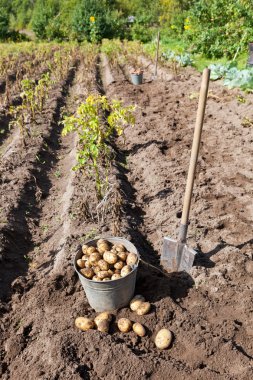 patates hasadı