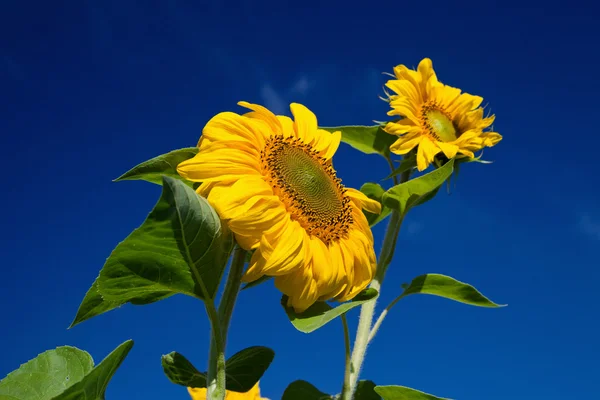 Mavi arka planda güzel sarı ayçiçekleri — Stok fotoğraf