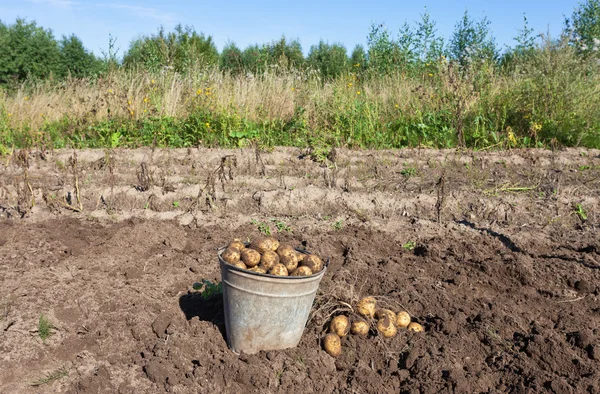 První sklizeň ekologicky pěstovaných nových brambor — Stock fotografie