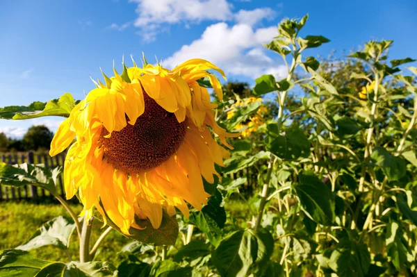 Hermosos girasoles amarillos sobre fondo azul del cielo — Foto de Stock