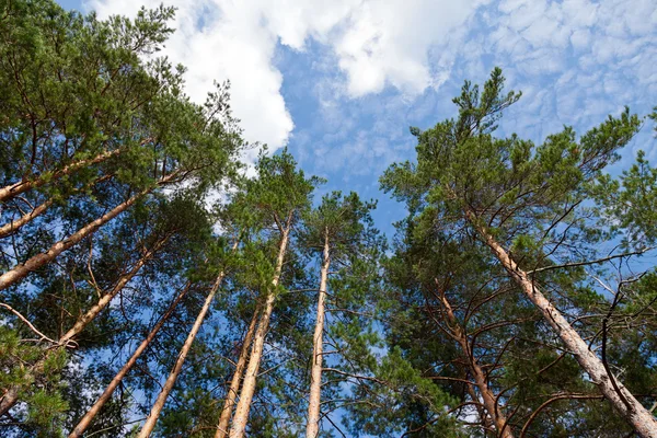Hoge pijnbomen in het bos tegen de blauwe lucht. — Stockfoto