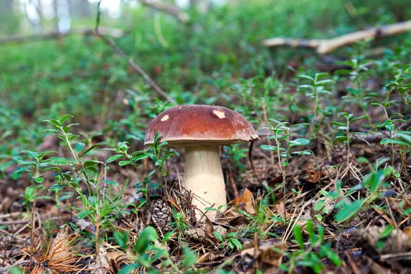 Лісовий гриб на траві — стокове фото