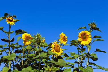 Mavi arka planda güzel sarı ayçiçekleri