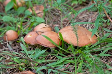 Çimenlerde yenilebilir mantarlar