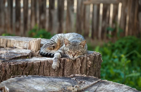 古い切り株の上に横たわる猫 — ストック写真