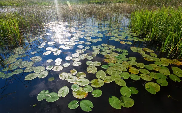 Grono Zielona lily podkładki — Zdjęcie stockowe