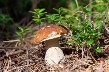 Çimlerin üzerinde orman mantarı
