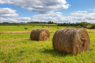 yaz günü alanında mavi gökyüzünün altında saman
