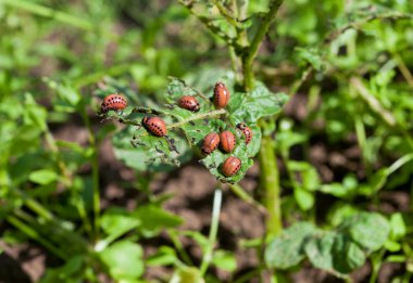 Colorado böceği larvaları patates yaprağıyla besleniyor.