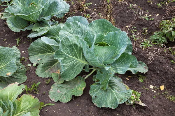 Jonge groene kool groeien op het gebied — Stockfoto