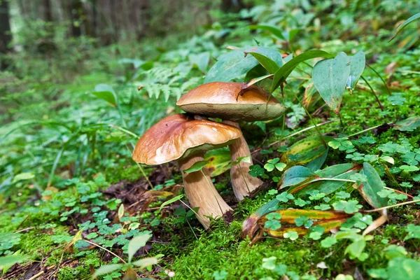 Cogumelos da floresta na grama verde — Fotografia de Stock