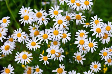 Yaz aylarında beyaz papatya aile bitkisel çiçeklere