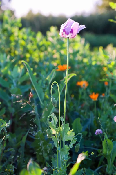 Purple poppy flowers growing in a summer meadow — Stock Photo, Image