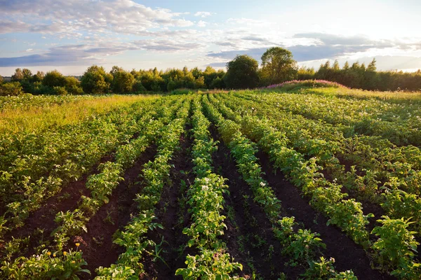 Potatis plantage med en solnedgång ljus — Stockfoto