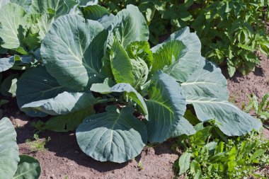 Tarlada yetişen yeşil lahana