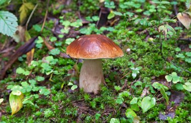 Çimlerin üzerinde orman mantarı