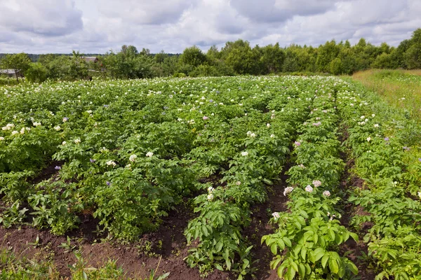 Potatis plantage i sommardag — Stockfoto