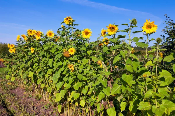 Hermosos girasoles amarillos sobre fondo azul del cielo — Foto de Stock