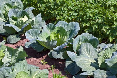 sahada büyüyen genç yeşil lahana