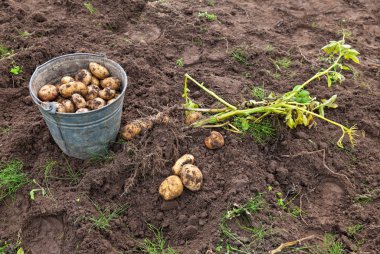 Organik olarak yetişen yeni patateslerin ilk hasadı.