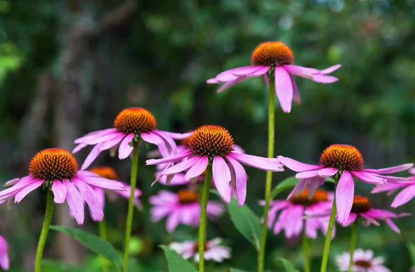 Roze echinacea bloemen op groene natuur achtergrond close-up — Stockfoto