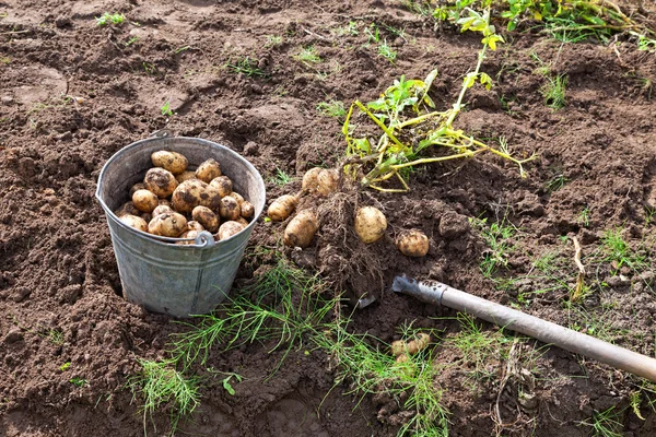 Prima raccolta di patate nuove coltivate biologicamente — Foto Stock
