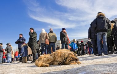 yerde uyuyan sokak köpeği