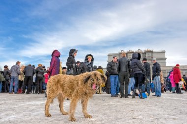 City arasında evsiz sokak köpeği