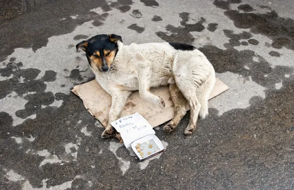 Zwerfhond rusten op de grond — Stockfoto