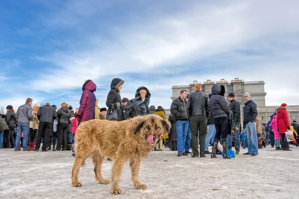 Perro callejero sin hogar entre en la ciudad —  Fotos de Stock