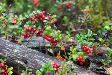 ormandaki yabani kırmızı meyveler. Yabanmersini