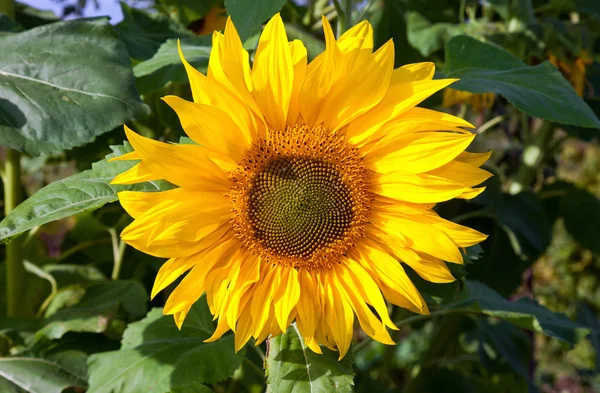 Yaz aylarında güzel sarı ayçiçeği — Stok fotoğraf
