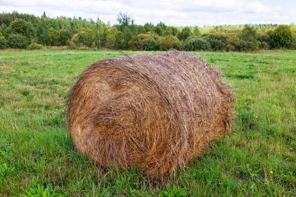 Fardos de feno no campo — Fotografia de Stock