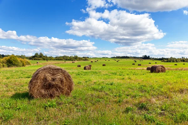 Hö på fältet under blå himmel i sommardag — Stockfoto