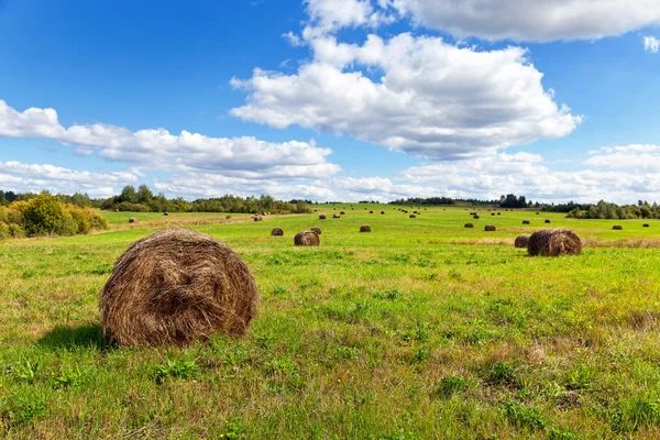 Széna a mező alatt kék ég, a nyári nap — Stock Fotó