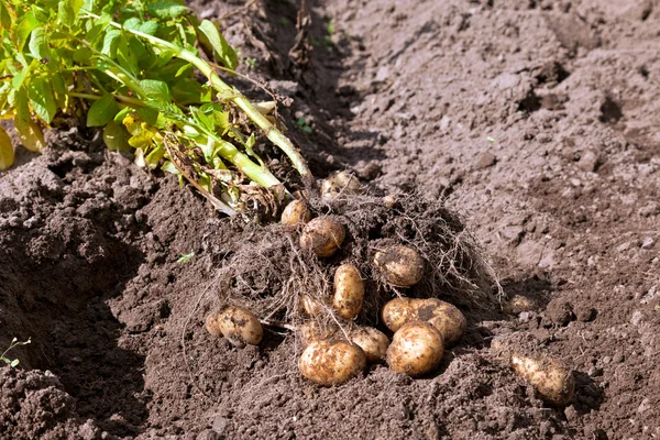 Eerste oogst van biologisch geteelde nieuwe aardappelen — Stockfoto