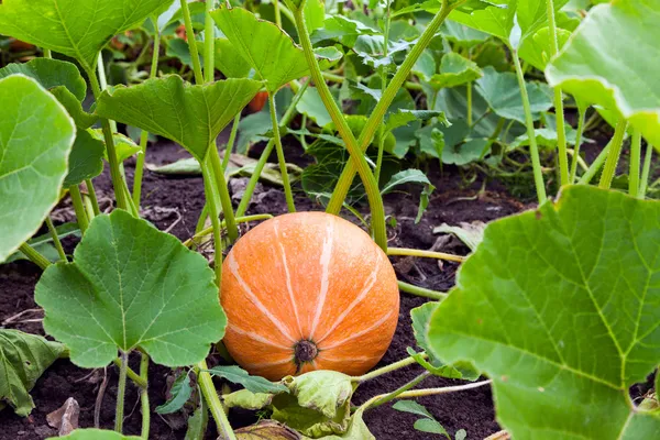 Growing pumpkins in a field — Stock Photo, Image