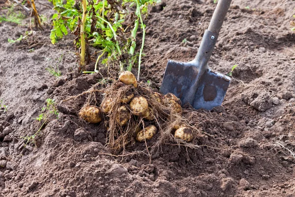 Cosecha de patatas nuevas cultivadas orgánicamente — Foto de Stock