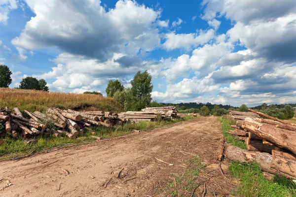 Летний пейзаж с проселочной дорогой и вырубленными деревьями — стоковое фото