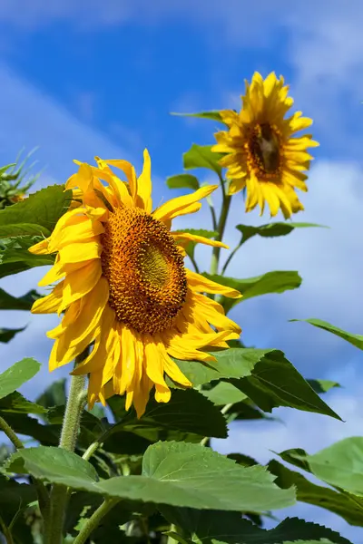 Hermosos girasoles amarillos sobre fondo azul del cielo — Foto de Stock