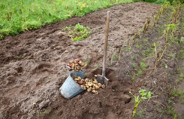 Primera cosecha de patatas nuevas cultivadas orgánicamente — Foto de Stock