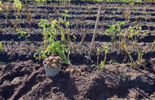 Eerste oogst van biologisch geteelde nieuwe aardappelen — Stockfoto
