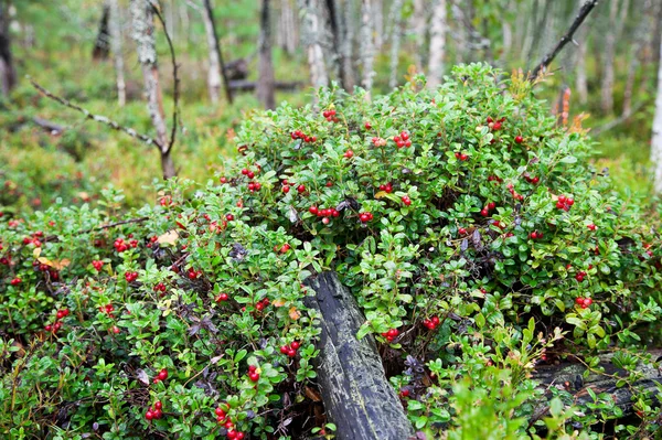 Lingonberry shrub with berries in the forest — Zdjęcie stockowe