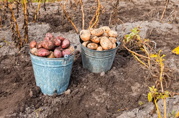 Pommes de terre fraîches et crues au champ — Photo