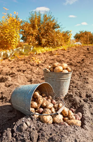Première récolte de pommes de terre nouvelles biologiques — Photo
