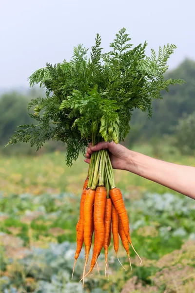 Mazzo di carote in una mano con sfondo morbido — Foto Stock