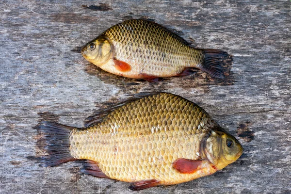 Live freshwater fish carp on a wooden board — Stock Photo, Image